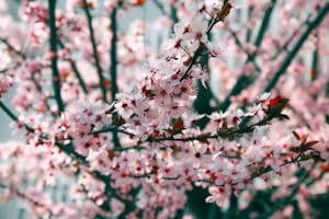 Close-up view of blooming pink cherry blossoms against a soft outdoor background.