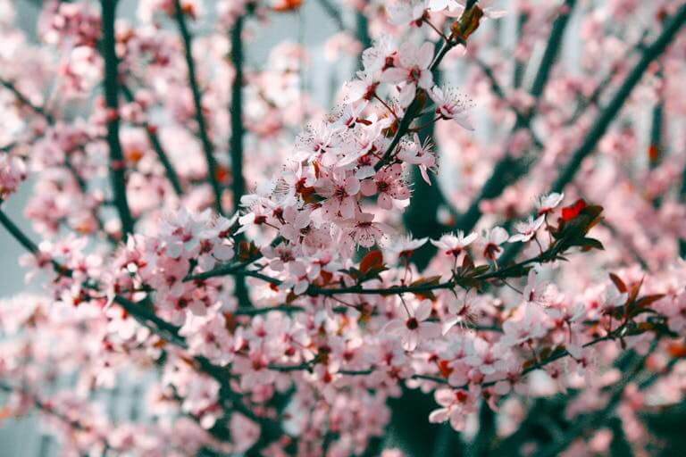 Close-up view of blooming pink cherry blossoms against a soft outdoor background.