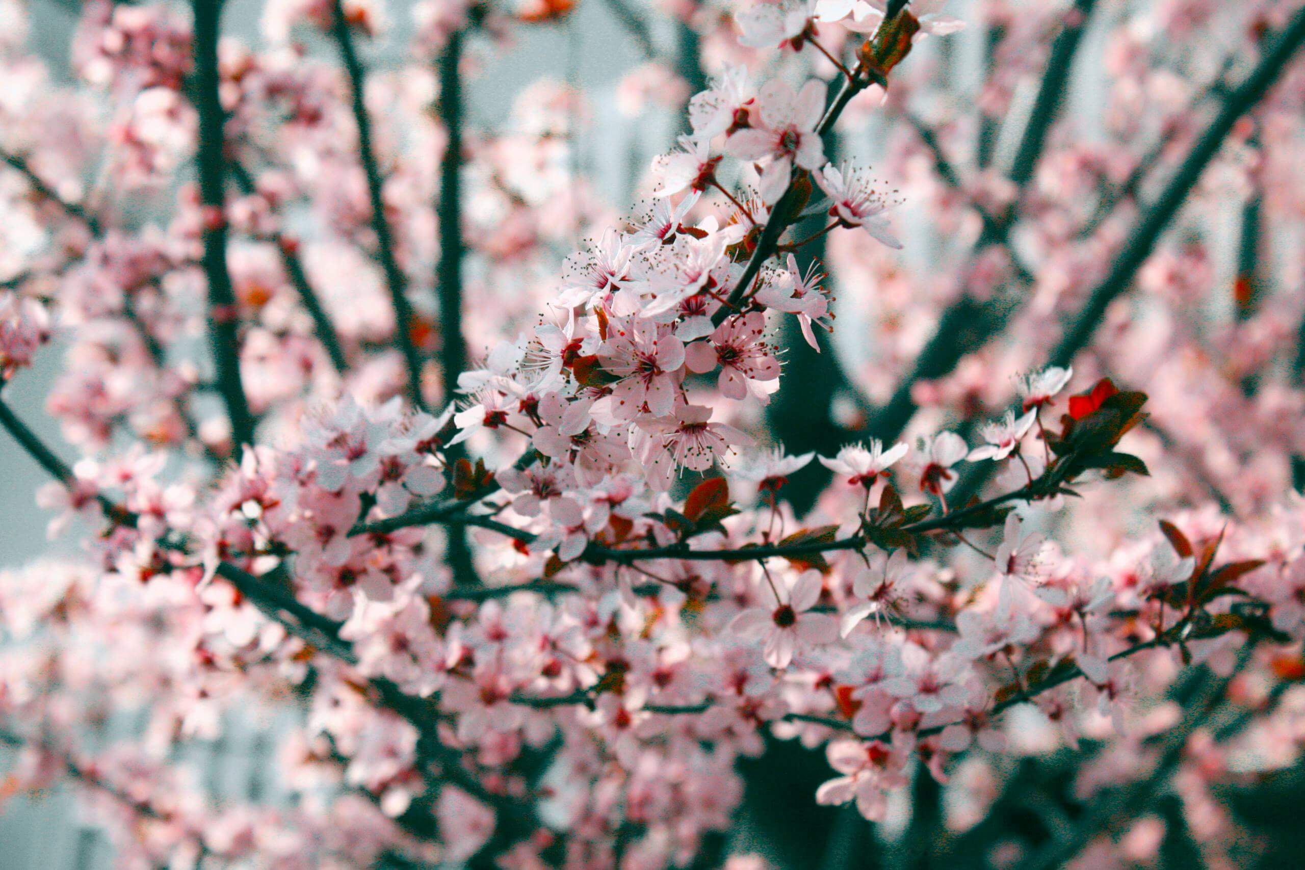 Close-up view of blooming pink cherry blossoms against a soft outdoor background.